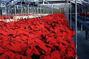 Turrones y Mazapanes- Hermosa vista de plantas de Navidad